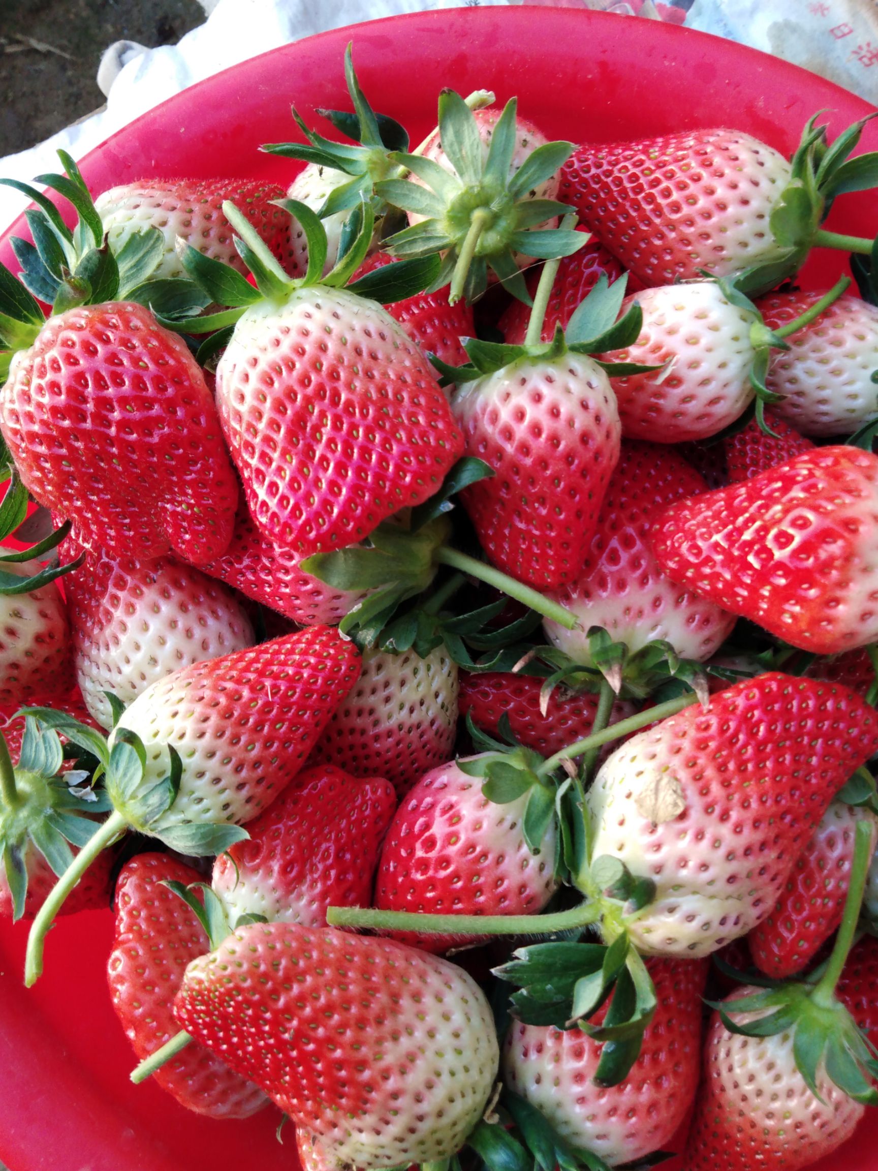 甜宝草莓和丰香草莓图片