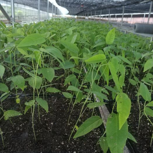 南靖县黄金百香果苗 绿皮荔枝百香果苗