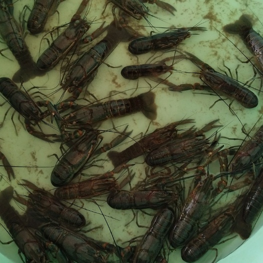 化州市澳洲淡水小龙虾 9钱以上 塘虾 