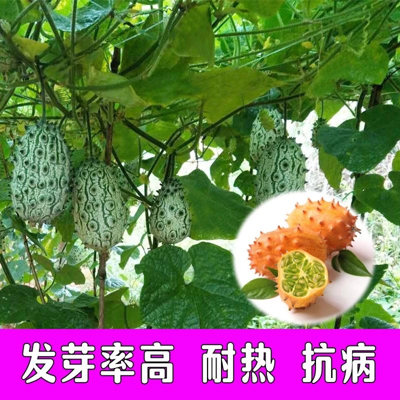 建瓯市 火参果种子火星果非洲蜜瓜甜瓜水果籽金刺猬爬藤四季阳台盆栽种孑