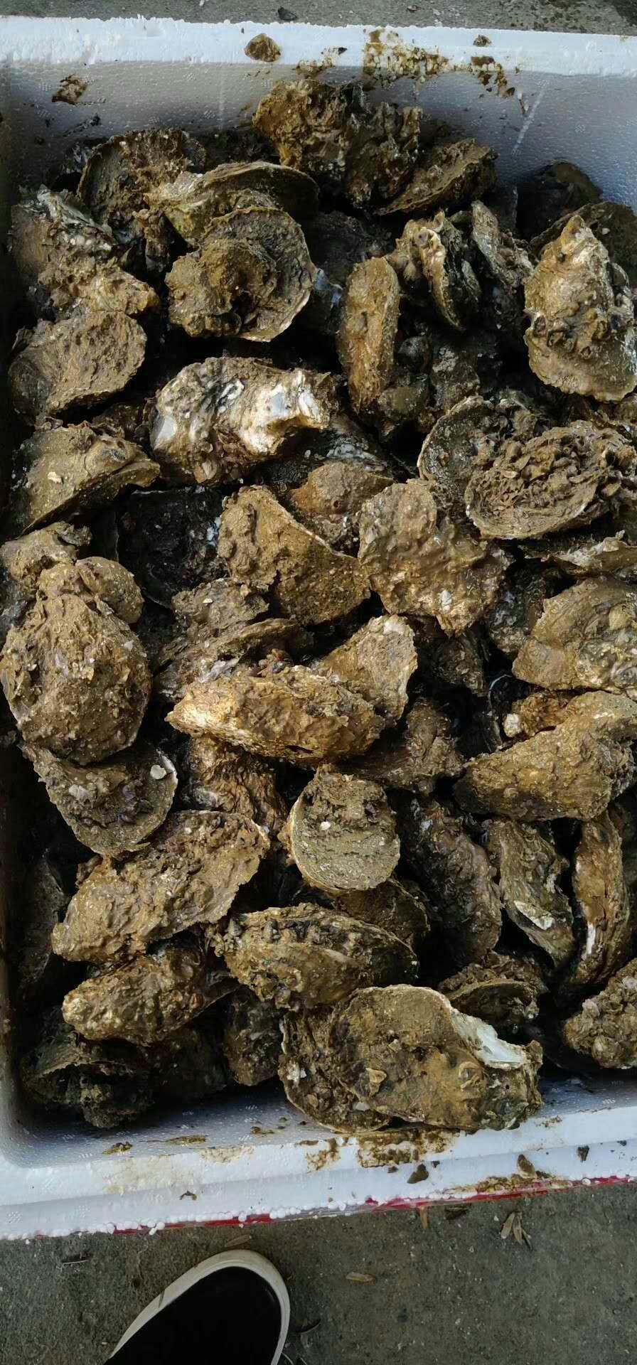 台山生蚝 人工养殖 3-4两/只 