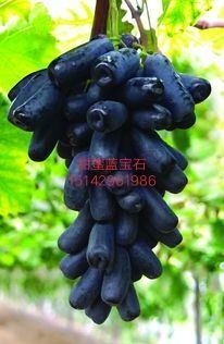 兴城市蓝宝石葡萄苗