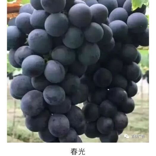 兴城市巨峰葡萄苗 