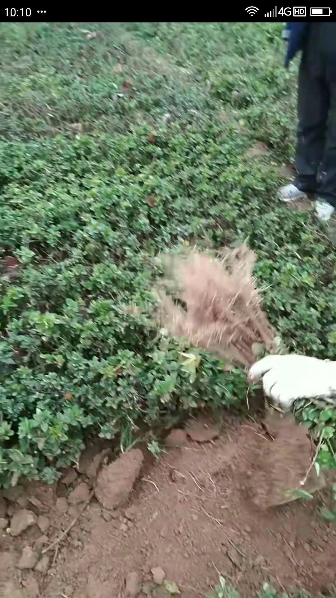 四季金银花苗 封丘正宗树型四季花原产地直供