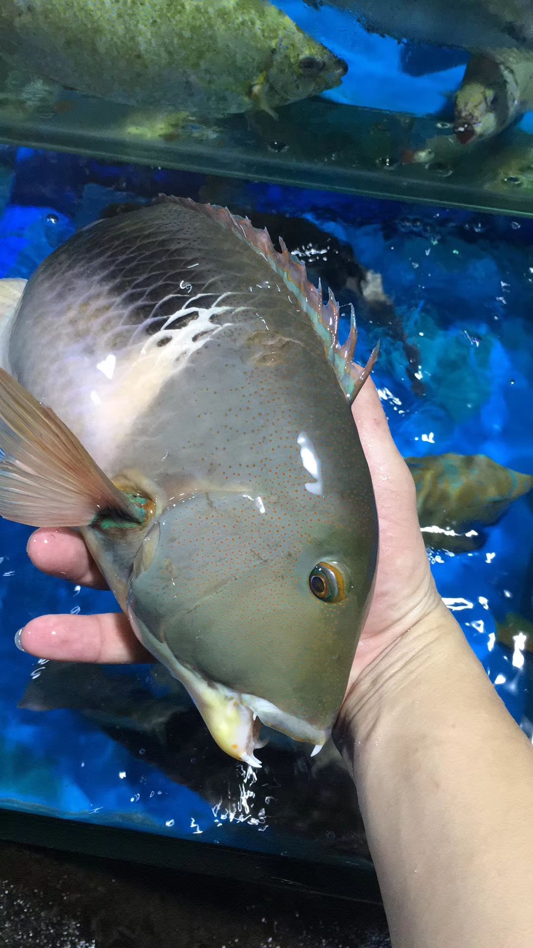 珍珠龙胆石斑鱼 人工养殖 1-1.5公斤 