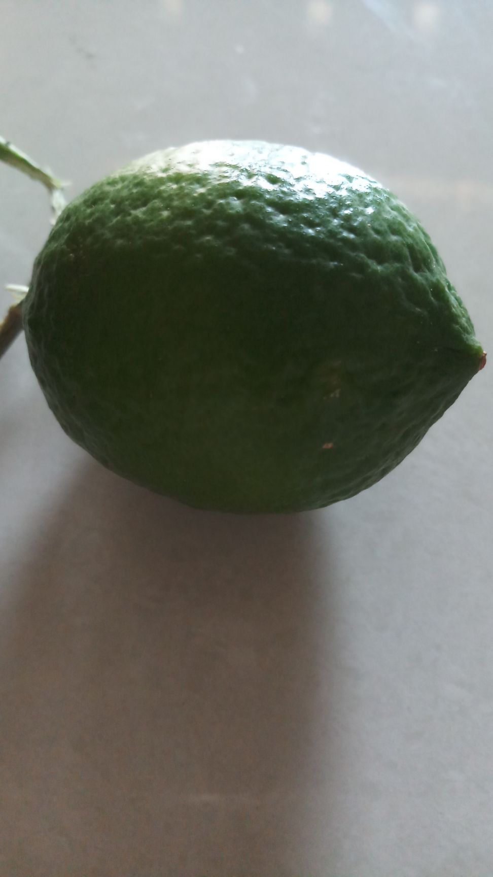 四季青柠檬 2 - 2.6两 