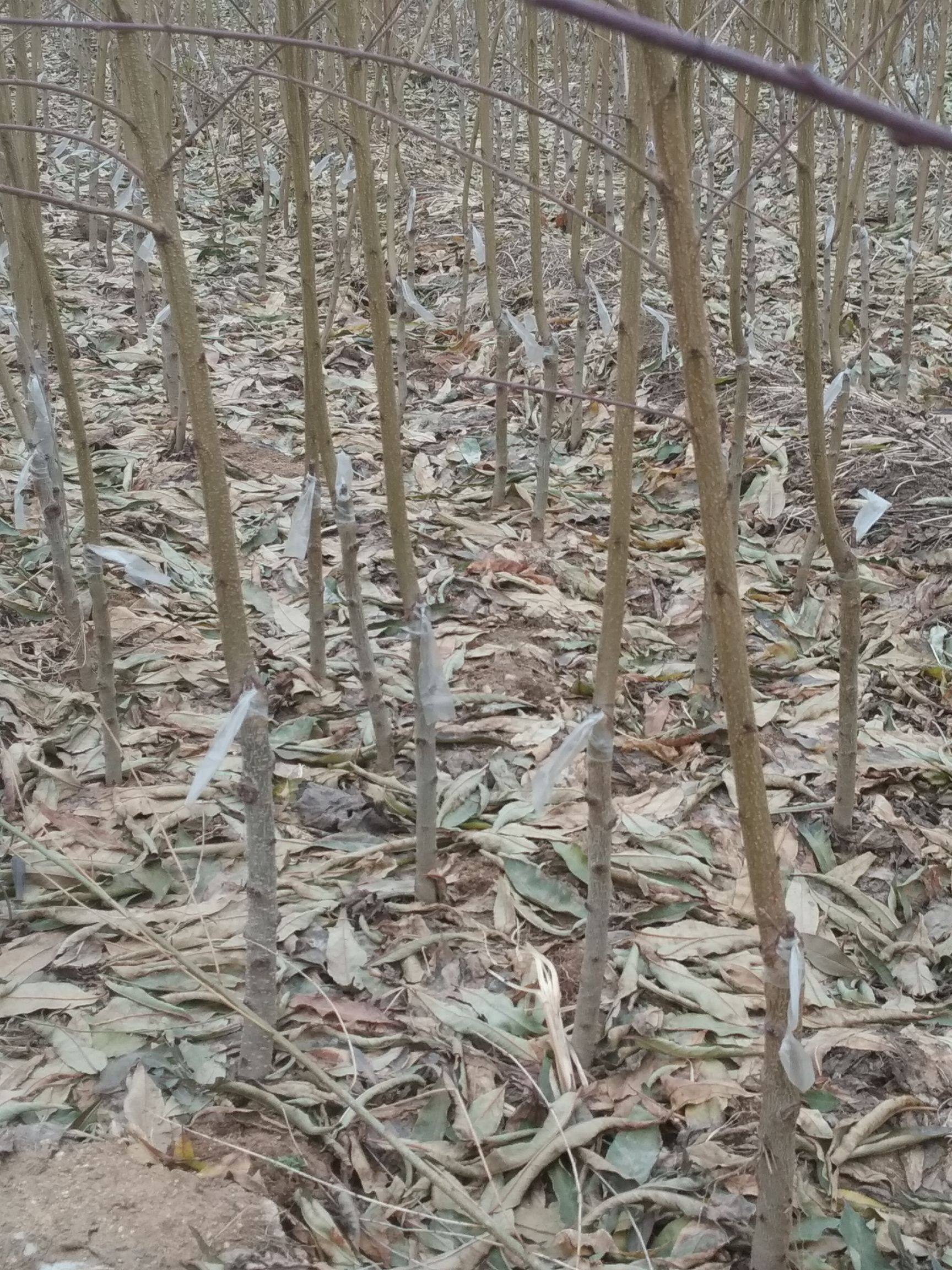 黄桃树苗 桃味十足，非黄桃莫属