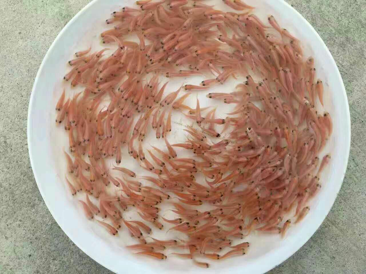 红罗非鱼苗 彩虹鲷：炮文红，