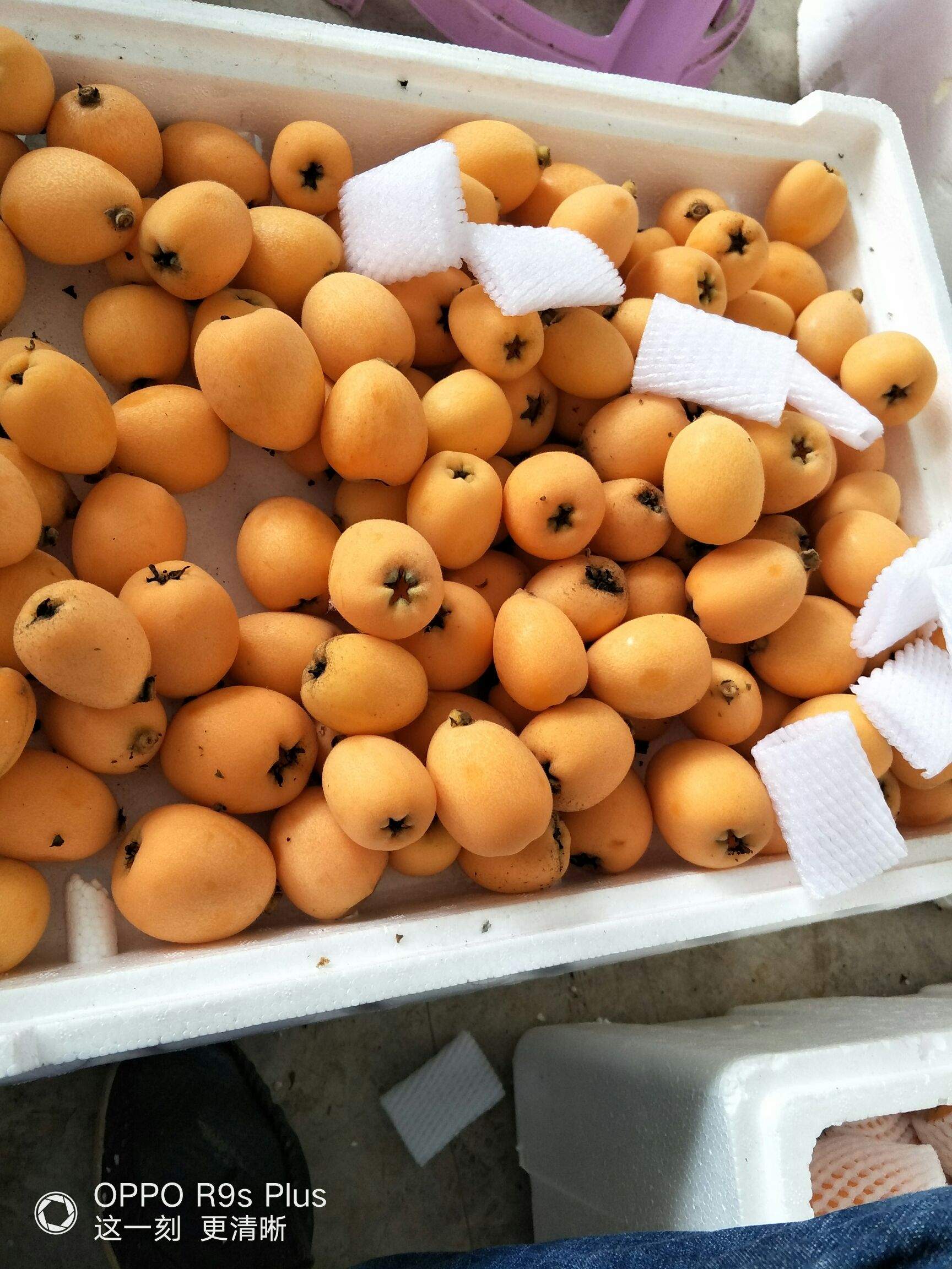 所有品种20克起