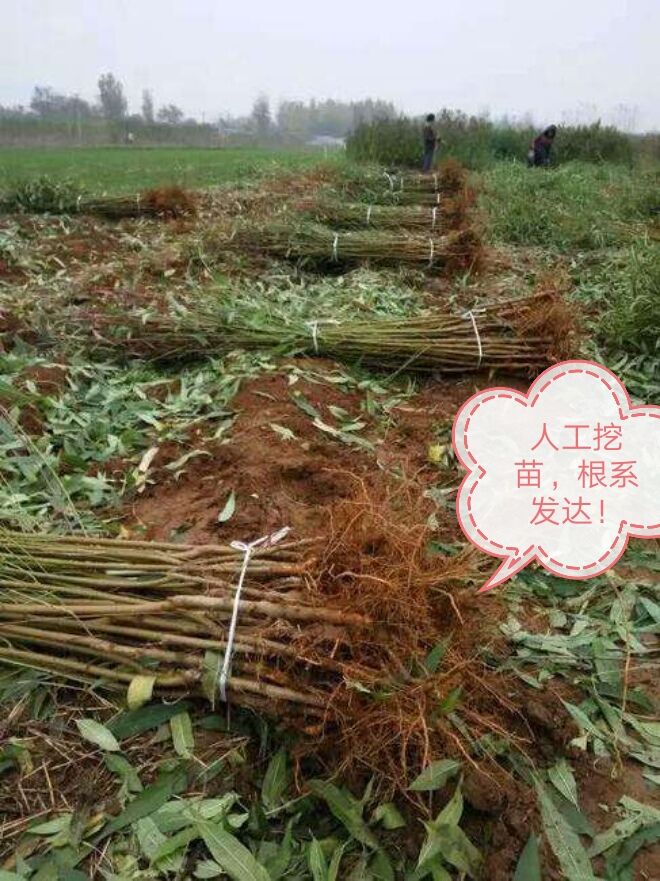 黄金冠黄桃苗 1~1.5米 