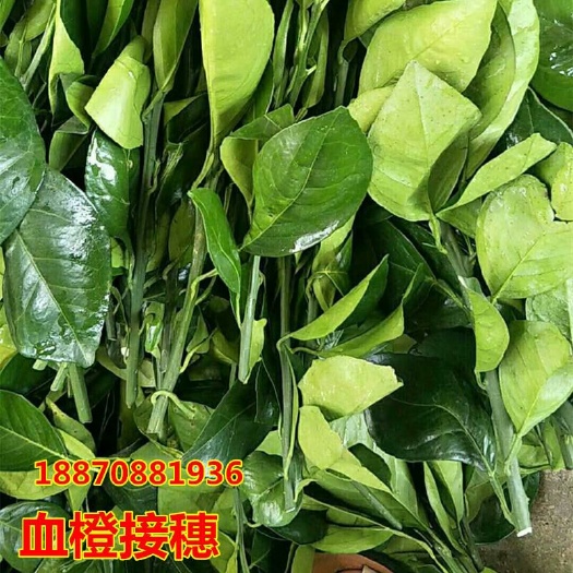 上犹县血橙苗 嫁接苗 0.5米以下