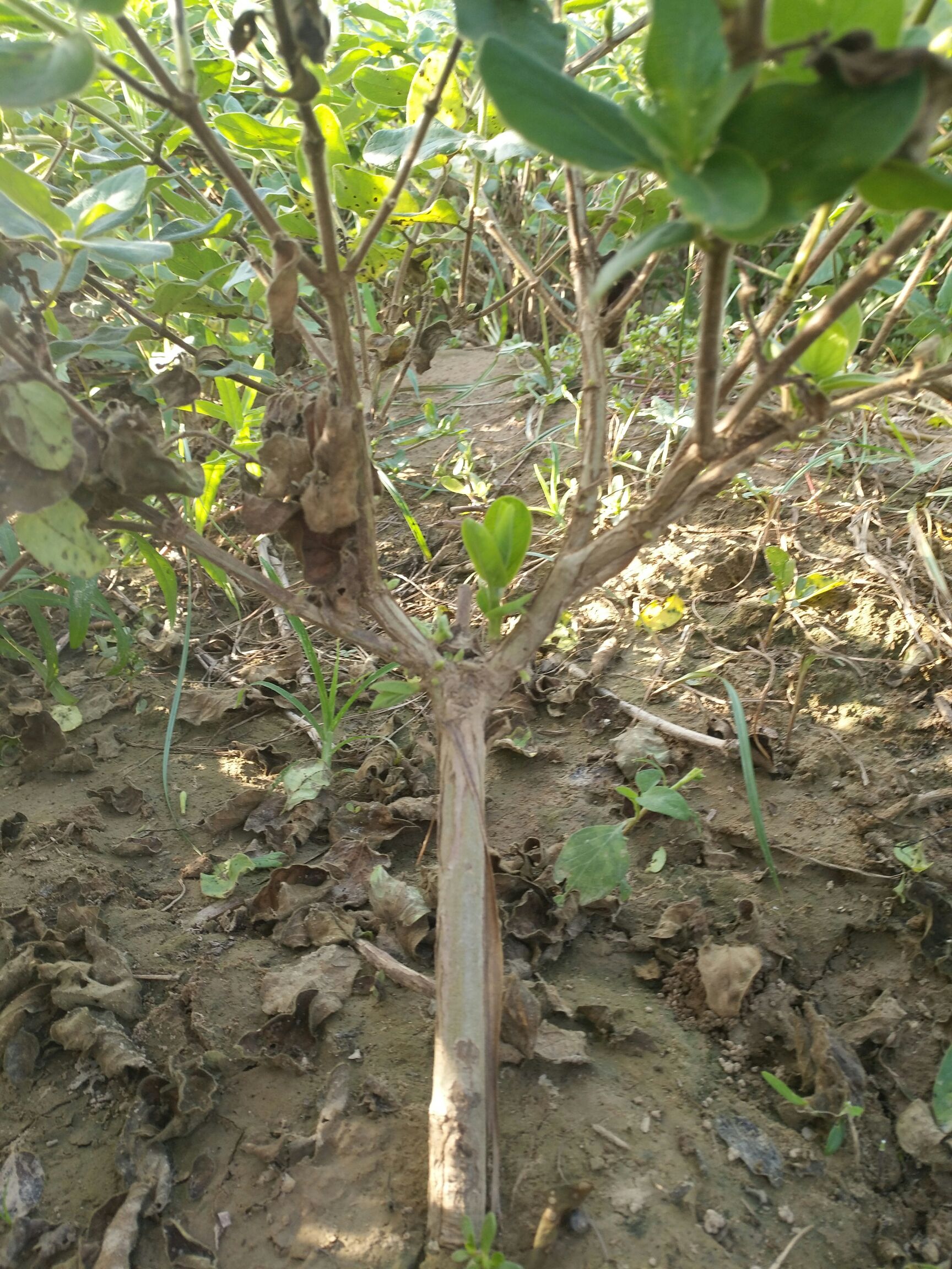 树形金银花 包回收