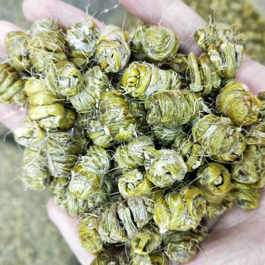 普宁市铁皮石斛