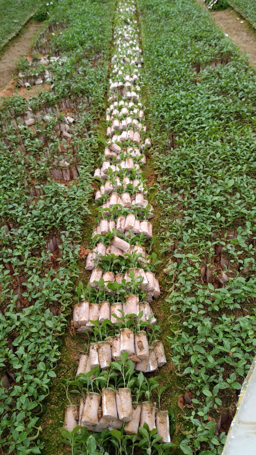 黄金百香果苗 黄金芭乐味植生苗