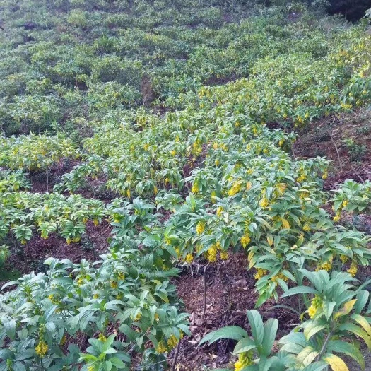 恭城县黄花倒水莲 