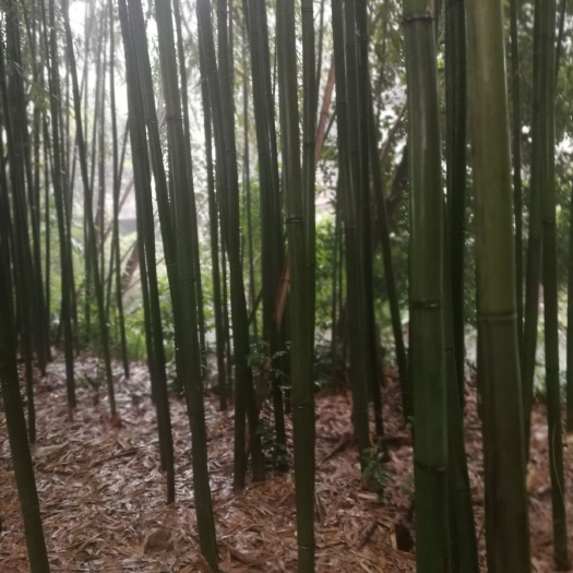 桂林苦竹