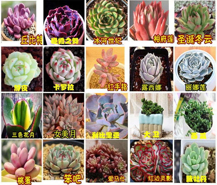 多肉组合 