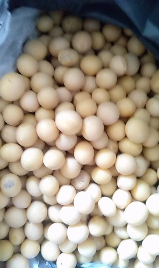  期货俄罗斯大豆