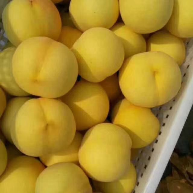 黄桃1号 60mm以上 4两以上