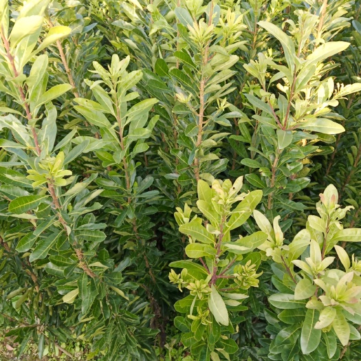 靖州县荸荠杨梅种苗 包邮