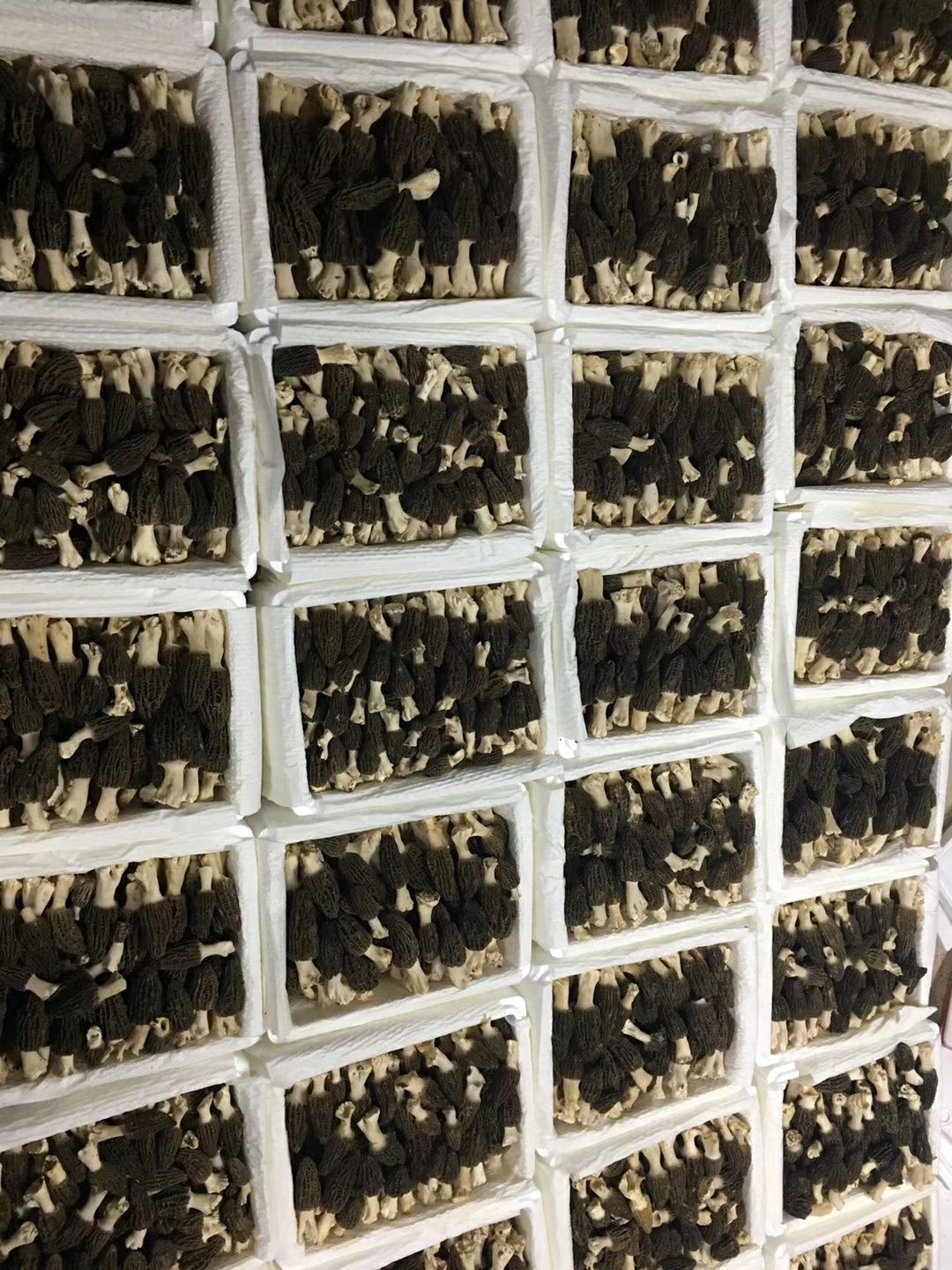 羊肚菌 鲜货 6cm~8cm 尖顶 灰黑色 人工种植