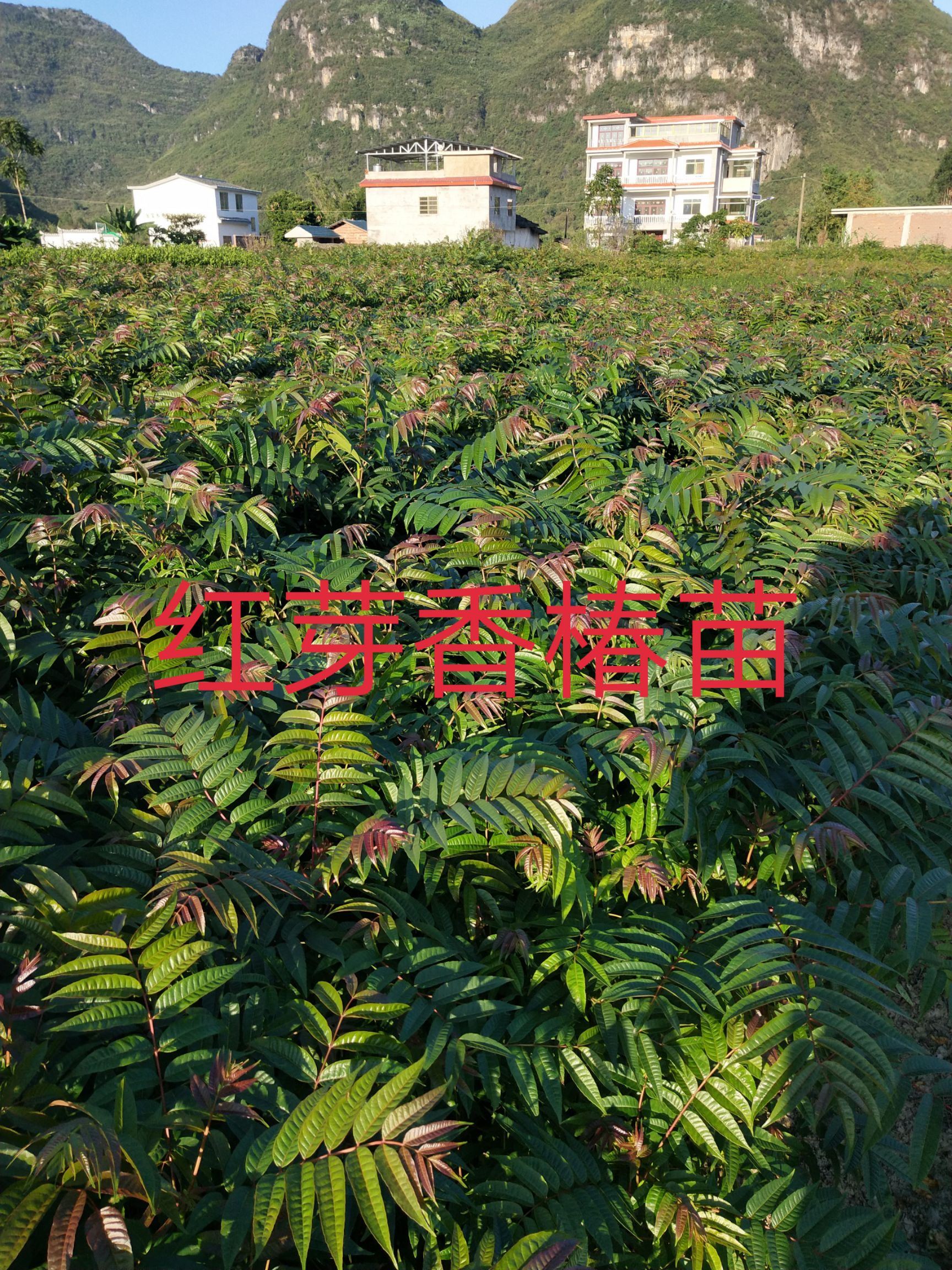红香椿苗  红芽香椿苗  香椿苗 菜椿苗 100株起包邮