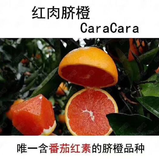 信丰县塔罗科血橙 赣南血橙 85-90mm 4-8两