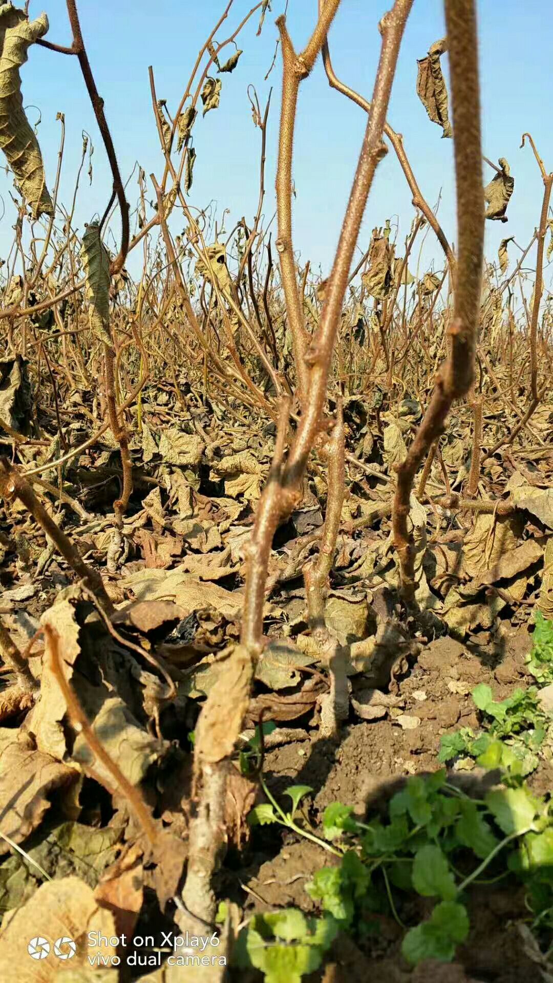 脐红猕猴桃苗  嫁接苗 批发零售价格便宜