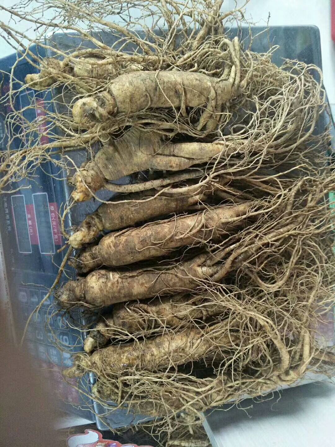 园参 鲜参 散装 整根