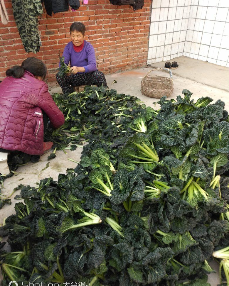 泡泡青  古老传统品种全露天栽培，霜打雪后品味更佳！