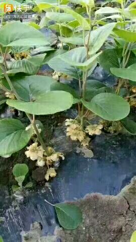 脐红猕猴桃苗  嫁接苗 批发零售价格便宜