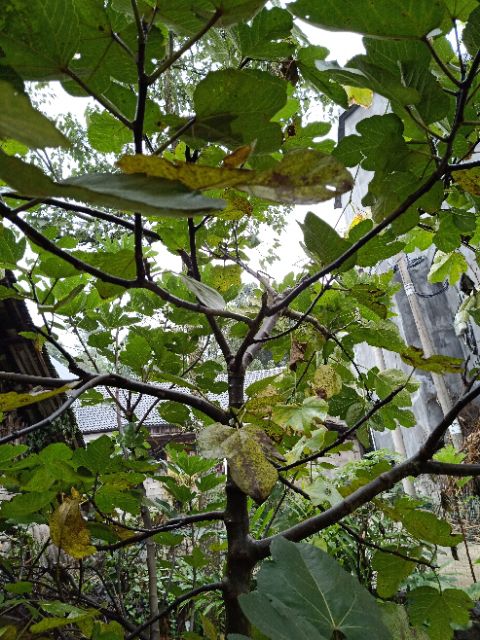 普通型 50克以下