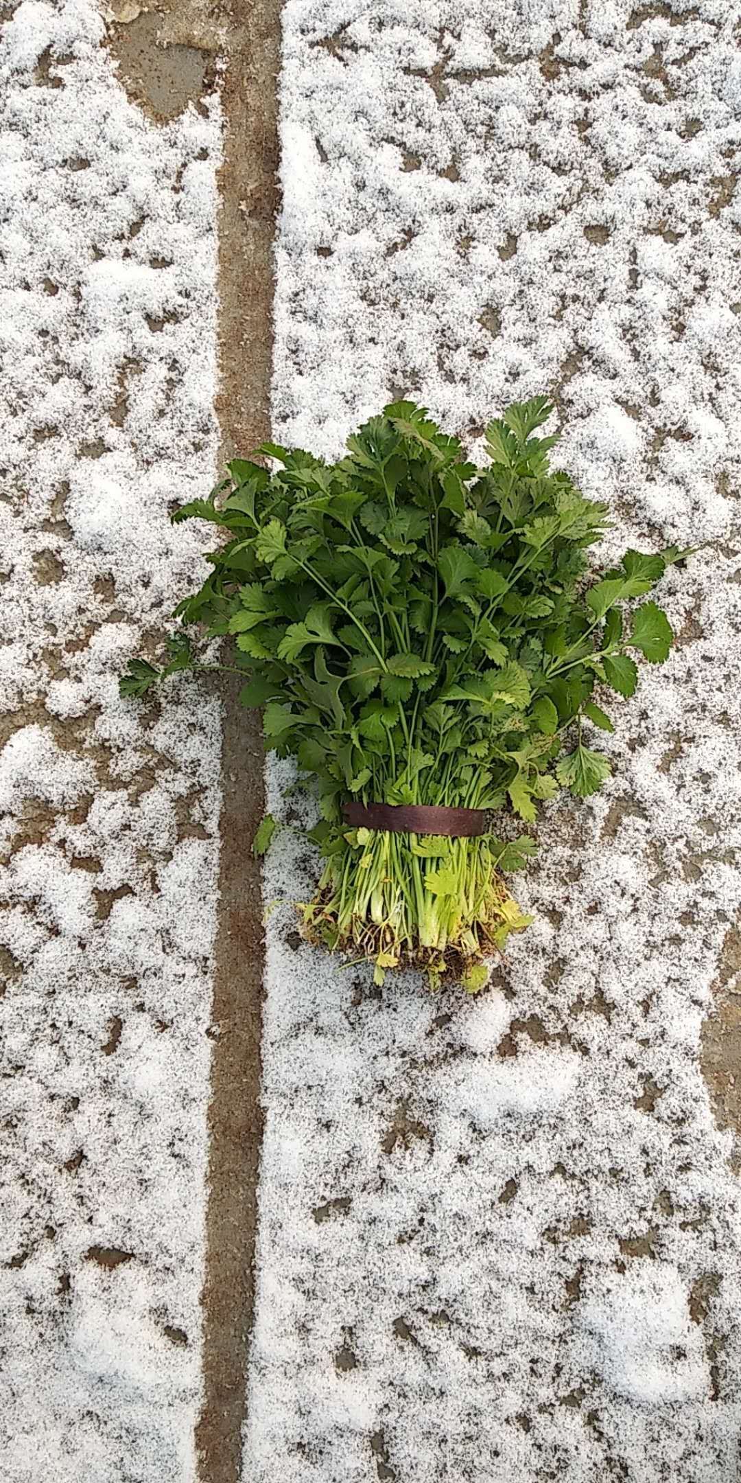 大叶香菜 10~15cm