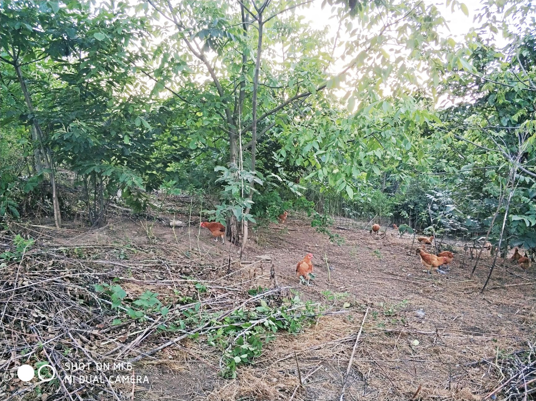 土鸡蛋 食用 箱装 