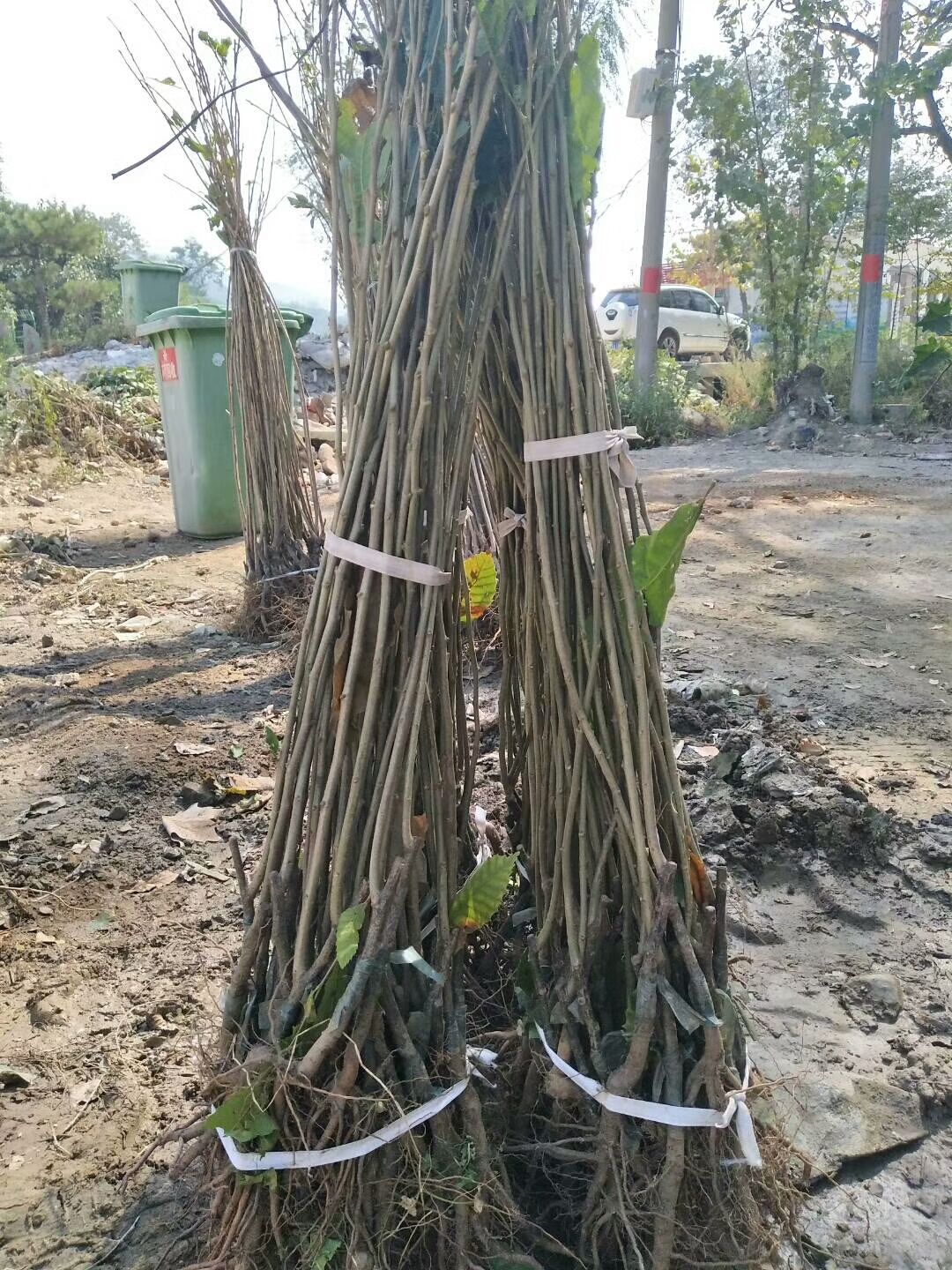 嫁接泰山大红袍板栗苗 香甜软糯的板栗苗品种