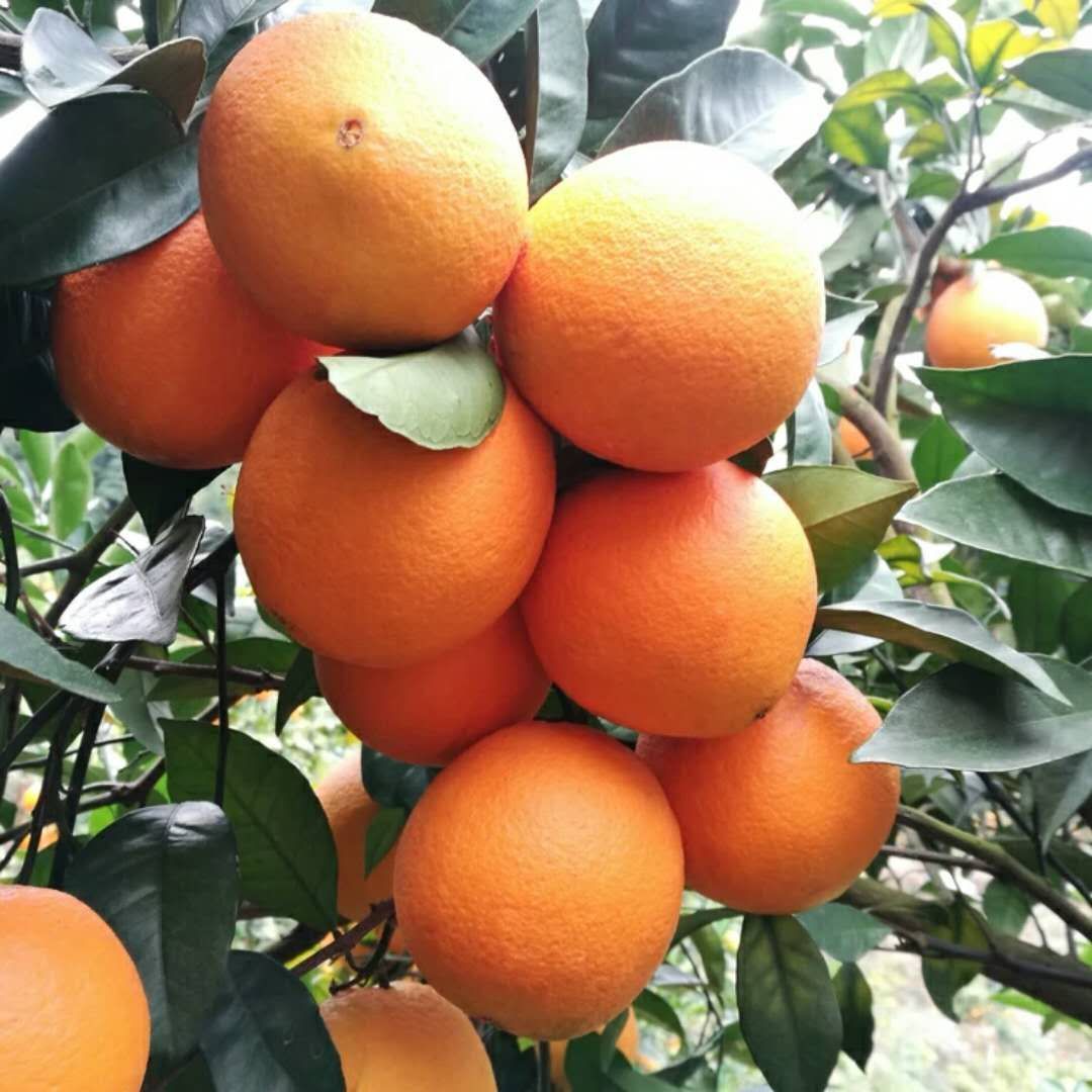  优质橙子 脐橙