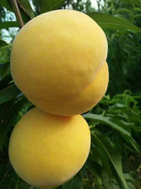 黄金冠黄桃苗 1~1.5米 