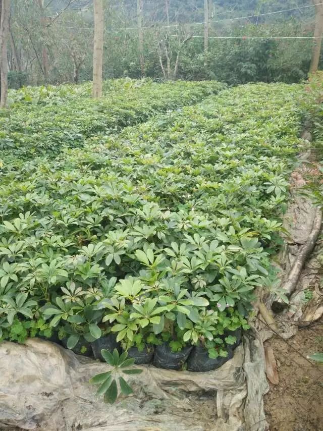 鸭脚木 袋苗 福建 基地 批发