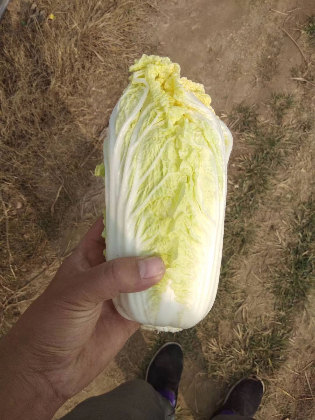 黄心娃娃菜 10两以上