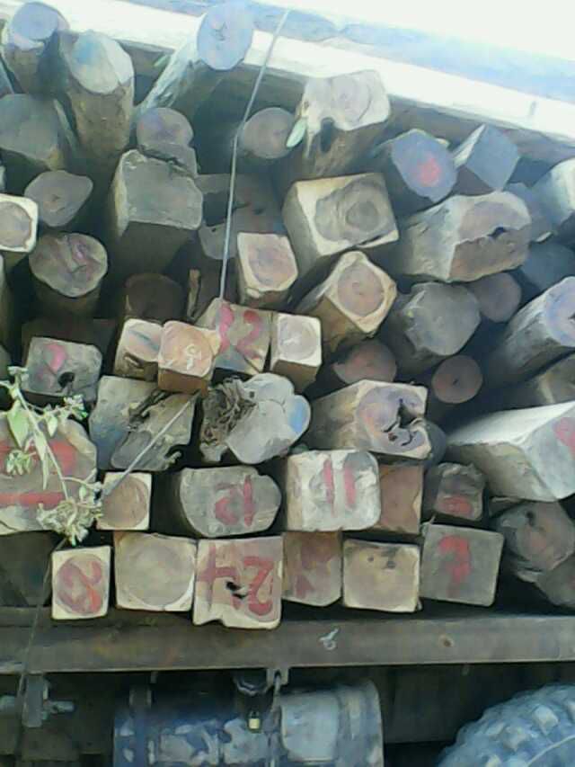 缅甸柚木金丝柚木柚木树苗树种花卉观赏绿化经济造林乔木种植树苗