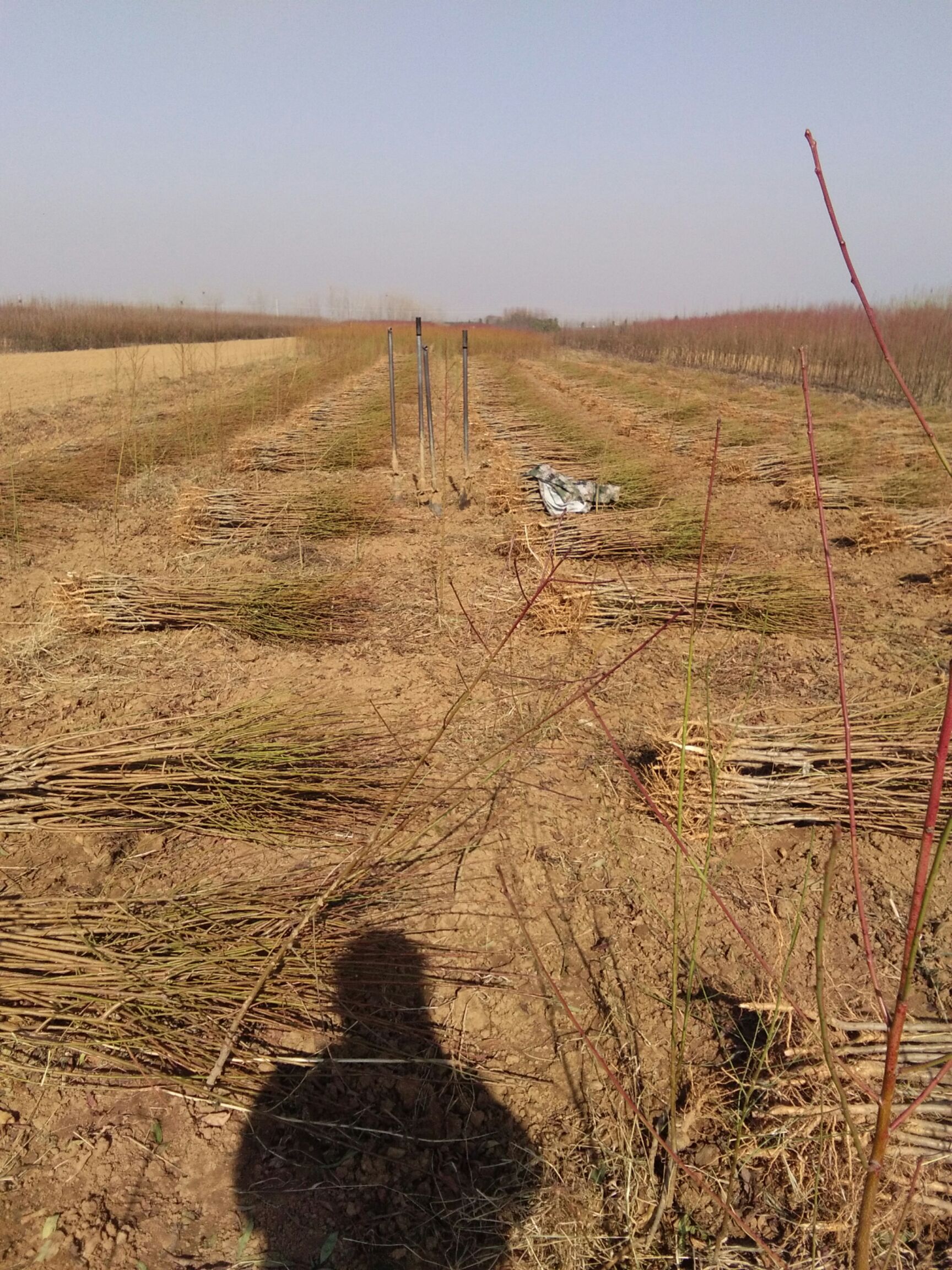 突围桃苗 0.5~1米 