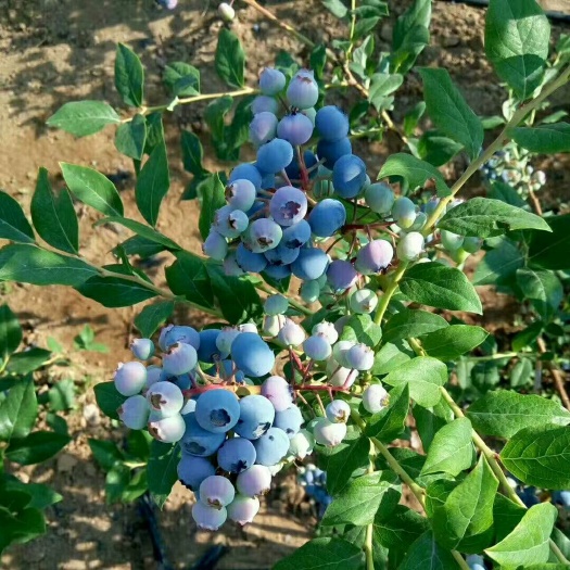 平邑县北高从蓝莓苗