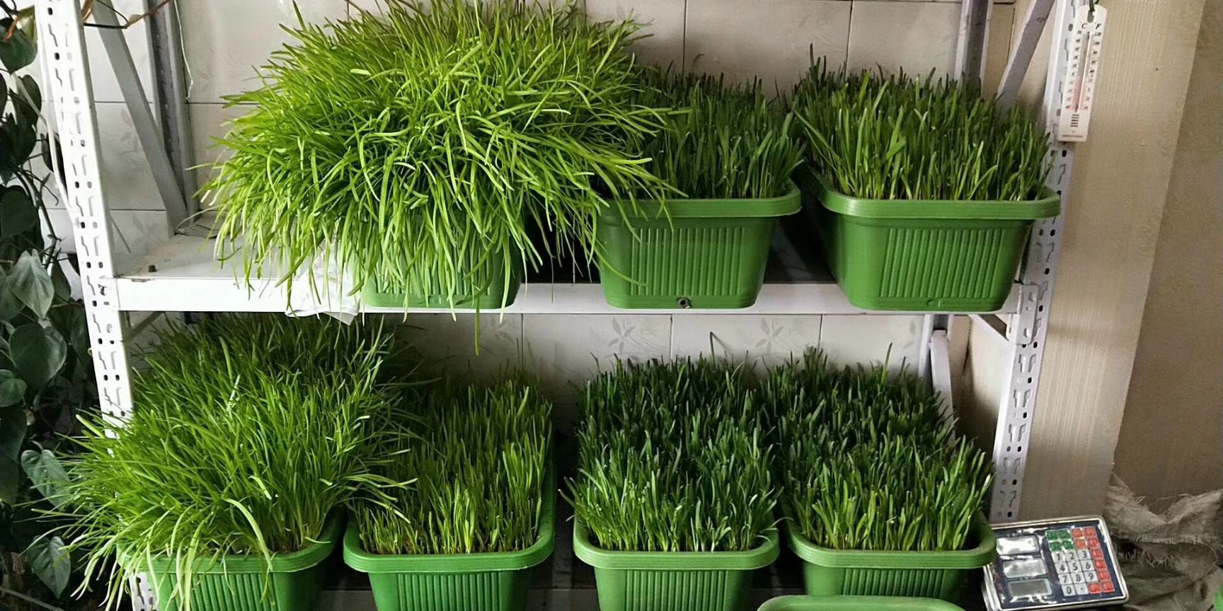 黄韭 头茬 20~30cm