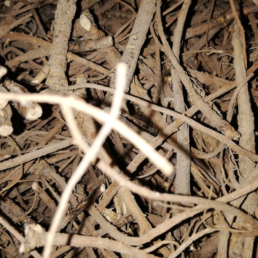 绍兴 银柴胡