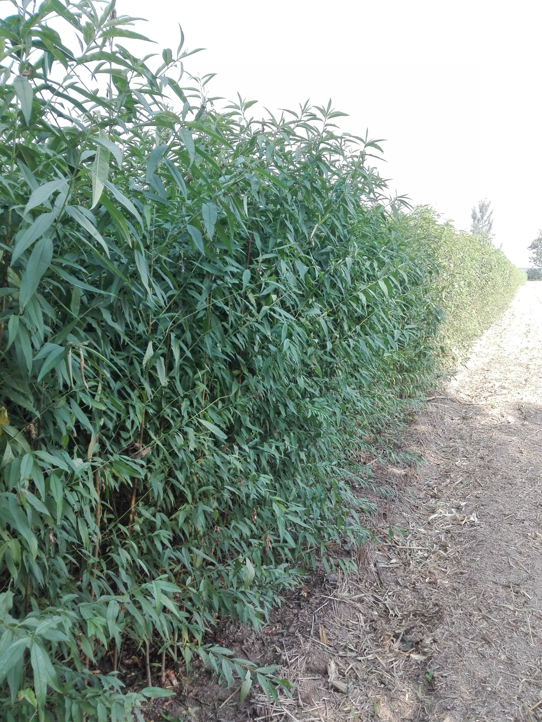 锦绣黄桃苗 1~1.5米 