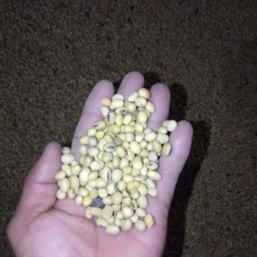 邳州市黑脐王 生大豆 2等品