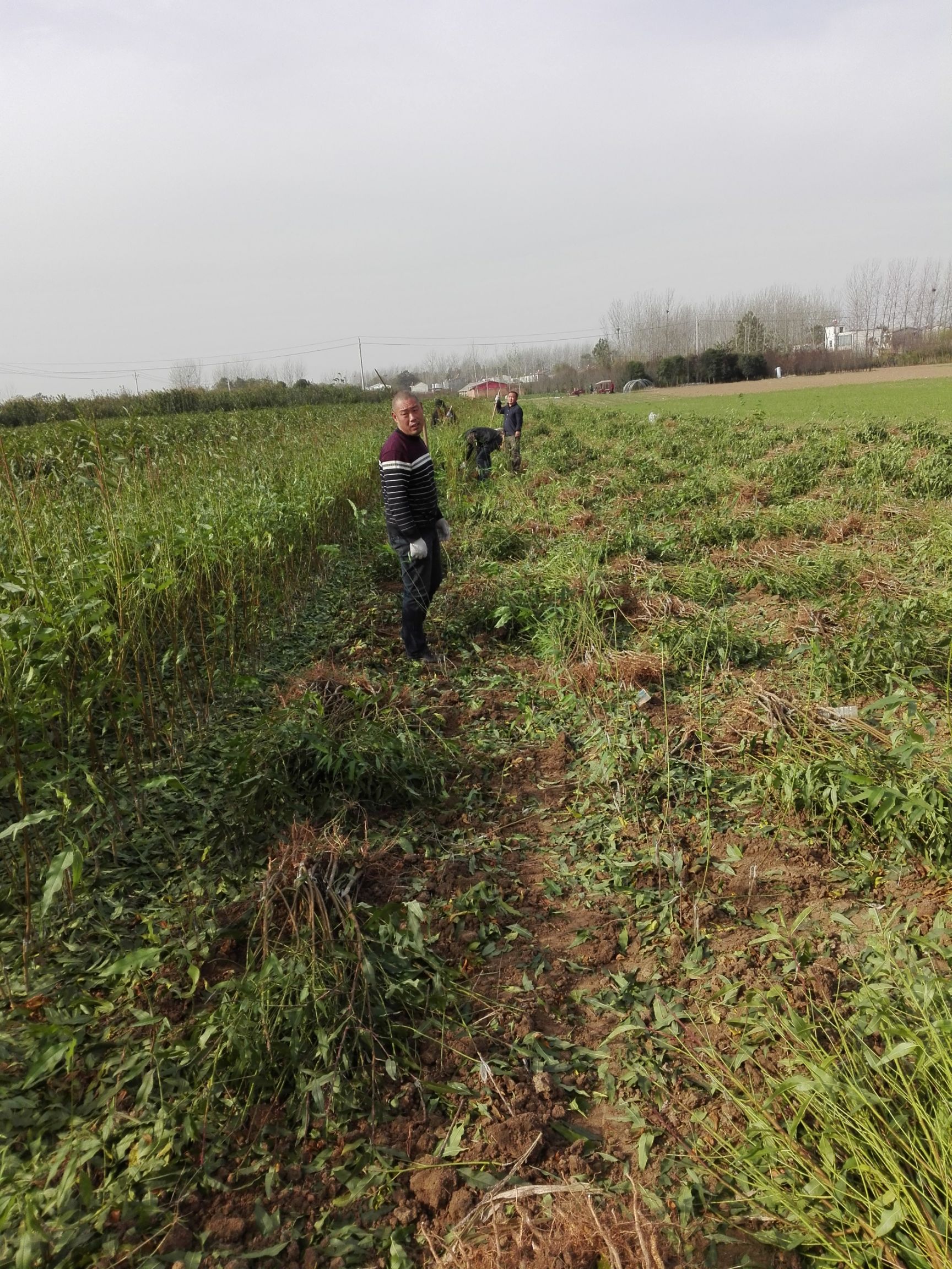 黄金冠黄桃苗 1~1.5米 