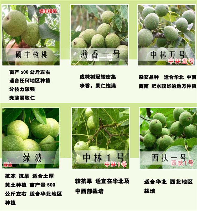 薄皮核桃苗
