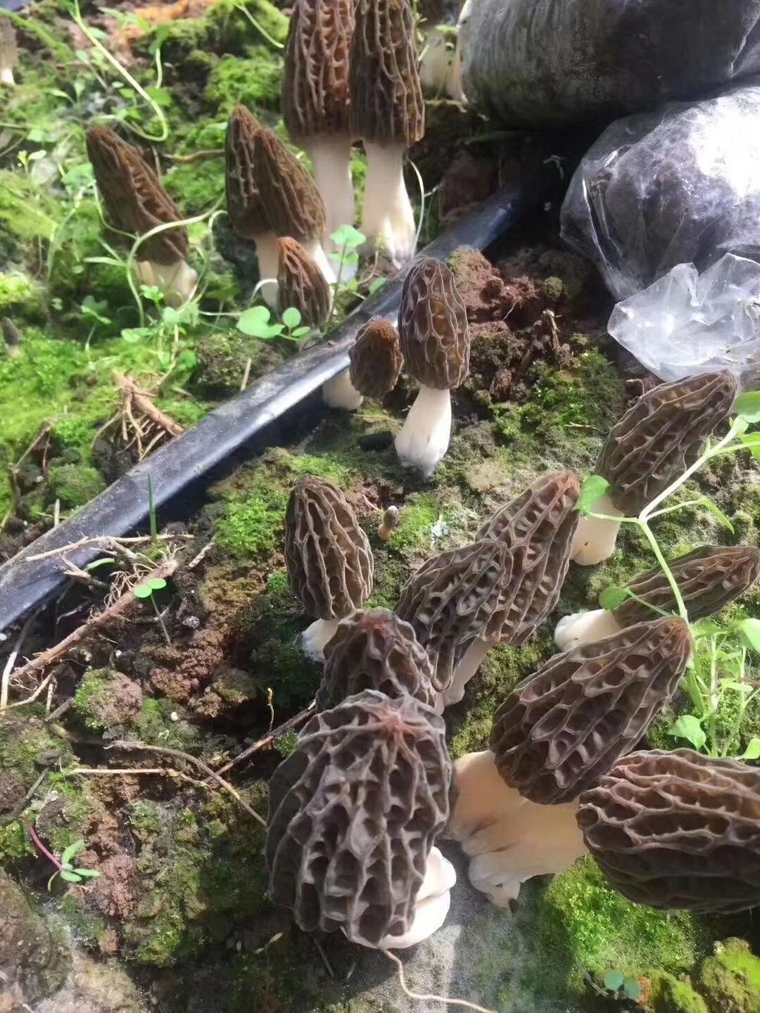 羊肚菌 鲜货 6cm~8cm 尖顶 灰黑色 人工种植