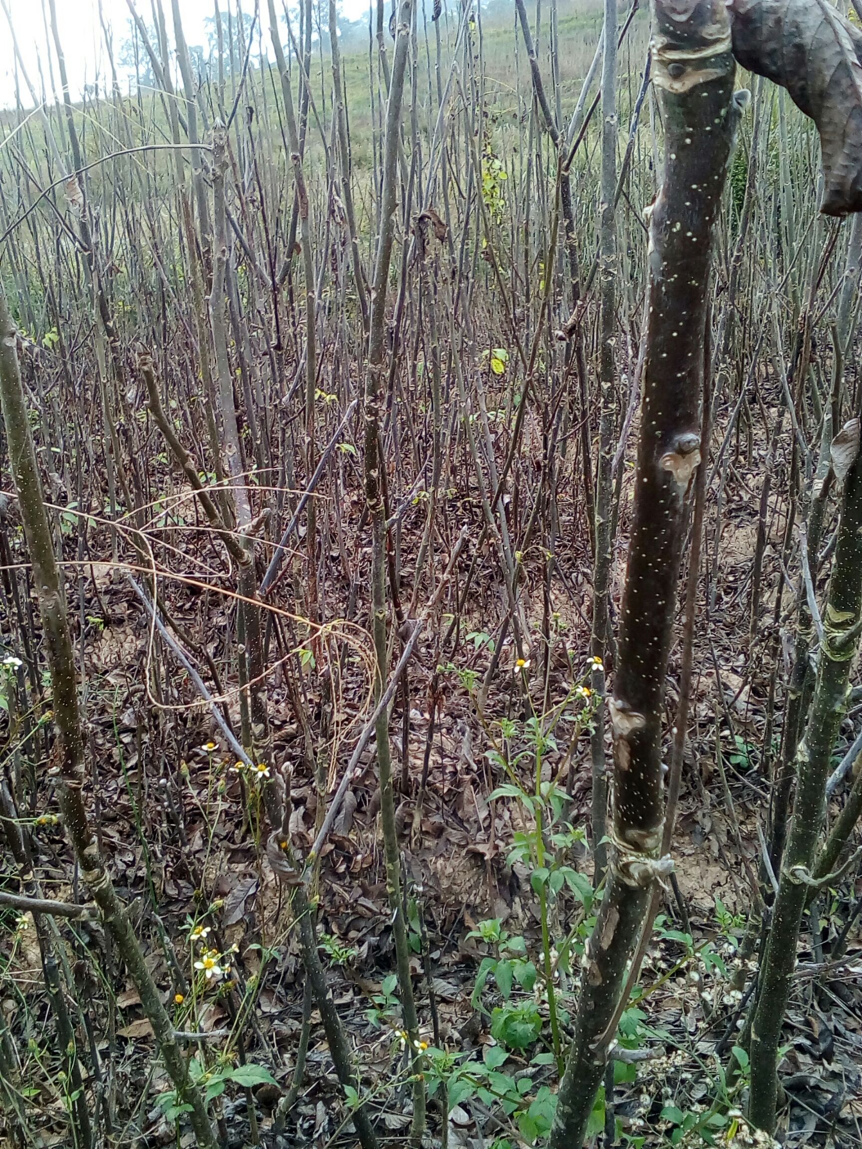 云新14号核桃苗 云南大泡，云新十四。